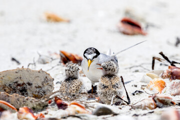 A least tern chick takes cover next to a parent.