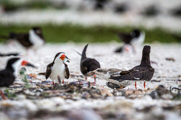 A black skimmer adult is about to feed its chick.