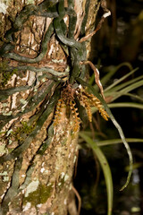 Fototapeta premium A rare ribbon orchid in bloom.