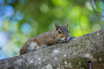 A grey squirrel on a tree limb.