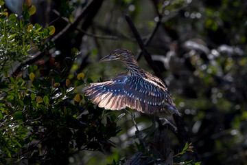 A fledgling black-crowned night-heron exercising it's wings.