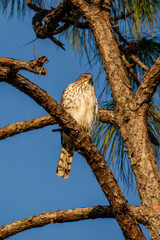 A perched coopers hawk in a slash pine tree..