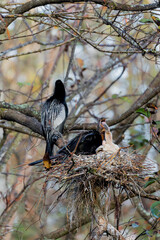 Adult and young anhinga being feed.