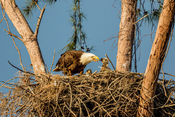 A bald eagle feeds young.