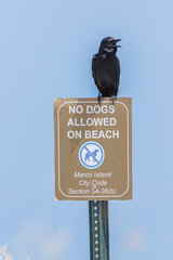 Color stock image of A fish crow calling.