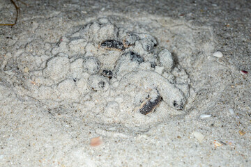 Hatching loggerhead see turtles emerge out of the sand.