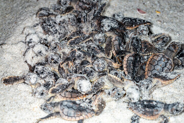 Hatching loggerhead see turtles emerge out of the sand.