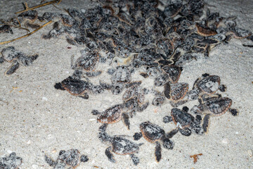 Hatching loggerhead see turtles emerge out of the sand.
