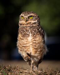 AVES BRASILEIRAS