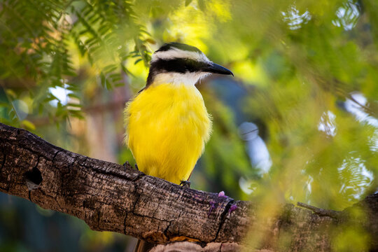AVES BRASILEIRAS