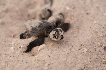 A loggerhead nestling makes it's way to the Gulf of Mexico.