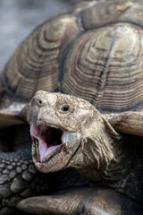The head and mouth of an African spurred tortoise.