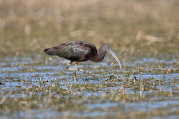 Glossy ibis feeding in a shallow marsh.