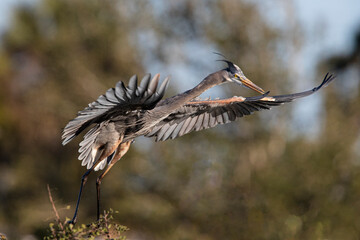 Great blue heron coming in for a landing at a local rookery.