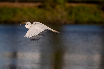A great egret carries nesting material back to the rookery.