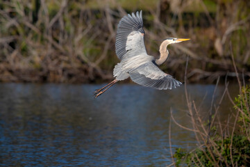 Great blue heron coming in for a landing at a local rookery.