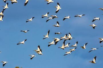 A flock of migrant white pelicans fly.