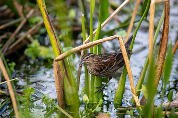 A female red-winged blackbird looking for bugs among marsh vegetation..