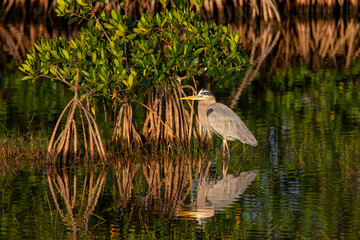 A great blue heron stands among mangrove trees in a marsh.