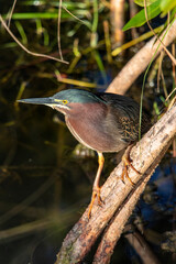Color stock image of A green heron perches.