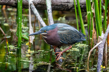 A green heron stands among cattails.