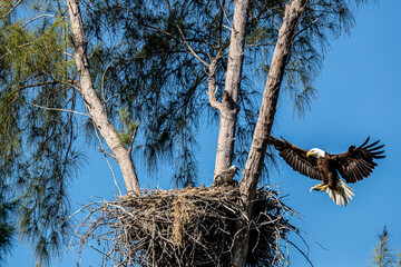 Nesting bald eagles with young on Marco Island, Florida.