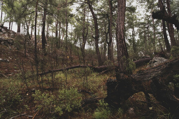 Pine forest landscape after rain in the fall season