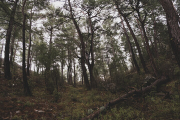 Pine forest landscape after rain in the fall season