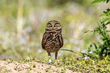 An adult burrowing owl looks on.
