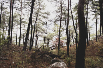 Pine forest landscape after rain in the fall season