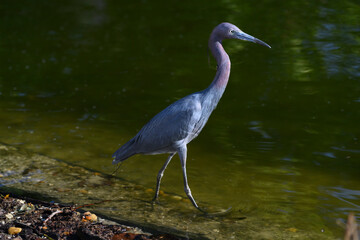 Little Blue Heron standing majestic in a pond, attentive to prey.