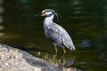 Yellow-crowned night heron standing in a pond in the sunlight, majestic.