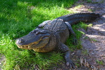 Huge, impressive alligator sits in the grass looking out at the camera.