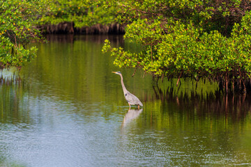 Stretched out Great Blue Heron stalking through the waters along mangroves of a park in Florida