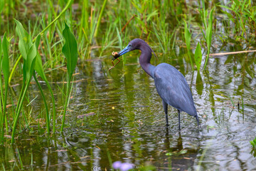 Little Blue Heron just caught a frog in his beak, standing in a pond.