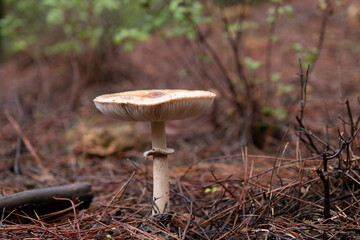 Mushrooms on the damp forest floor