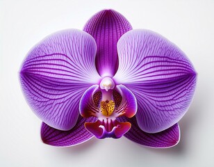 Purple orchid flower with veins isolated on a white background