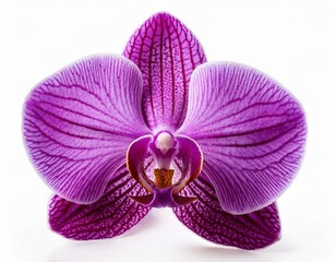 Fototapeta na wymiar Purple orchid flower with veins isolated on a white background