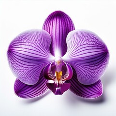 Fototapeta premium Purple orchid flower with veins isolated on a white background