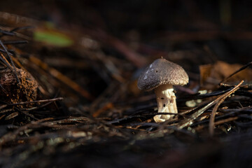 Mushrooms on the damp forest floor