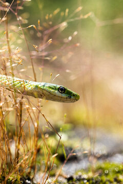 Green snake in the grass