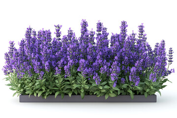 Fototapeta premium Vibrant bouquet of purple lavender flowers isolated on a white background