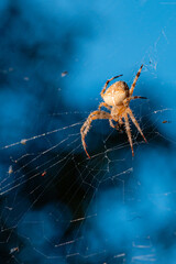 Close-up of an orb-weaver spider (Araneidae) spinning its web against a vibrant blue background.