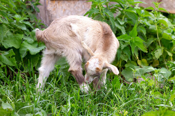 little goat in the pasture scratching its leg close-up