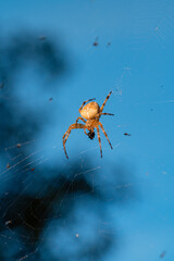 Macro shot of an orb-weaver spider (Araneidae) feeding on its prey, suspended in an intricate web against a soft blue backdrop.