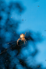 Macro shot of an orb-weaver spider (Araneidae) devouring its prey, holding a black lump in its legs, suspended in a detailed silk web against a vibrant blue background.