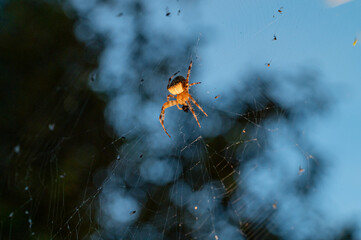 Close-up of an orb-weaver spider (Araneidae) devouring its prey, holding a black lump in its legs, suspended in a detailed silk web with a soft blue background.
