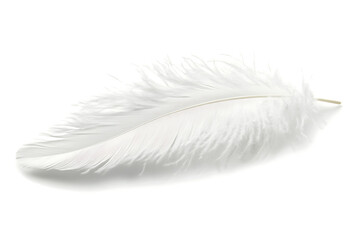 Feather isolated on a white background