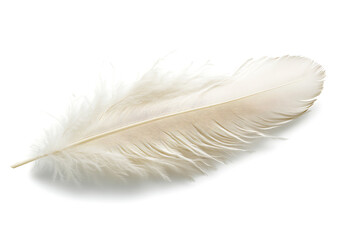 Feather isolated on a white background