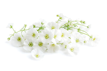 Fototapeta premium White gypsophila flowers isolated on a white background